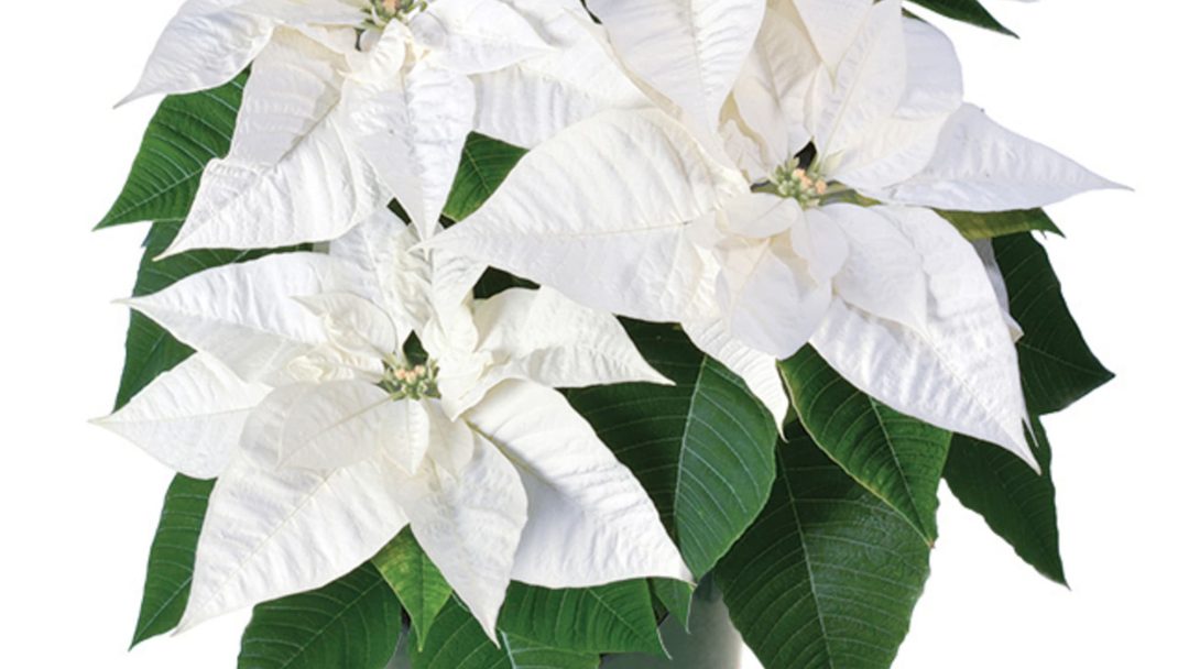It’s Time to Order Christmas Poinsettias