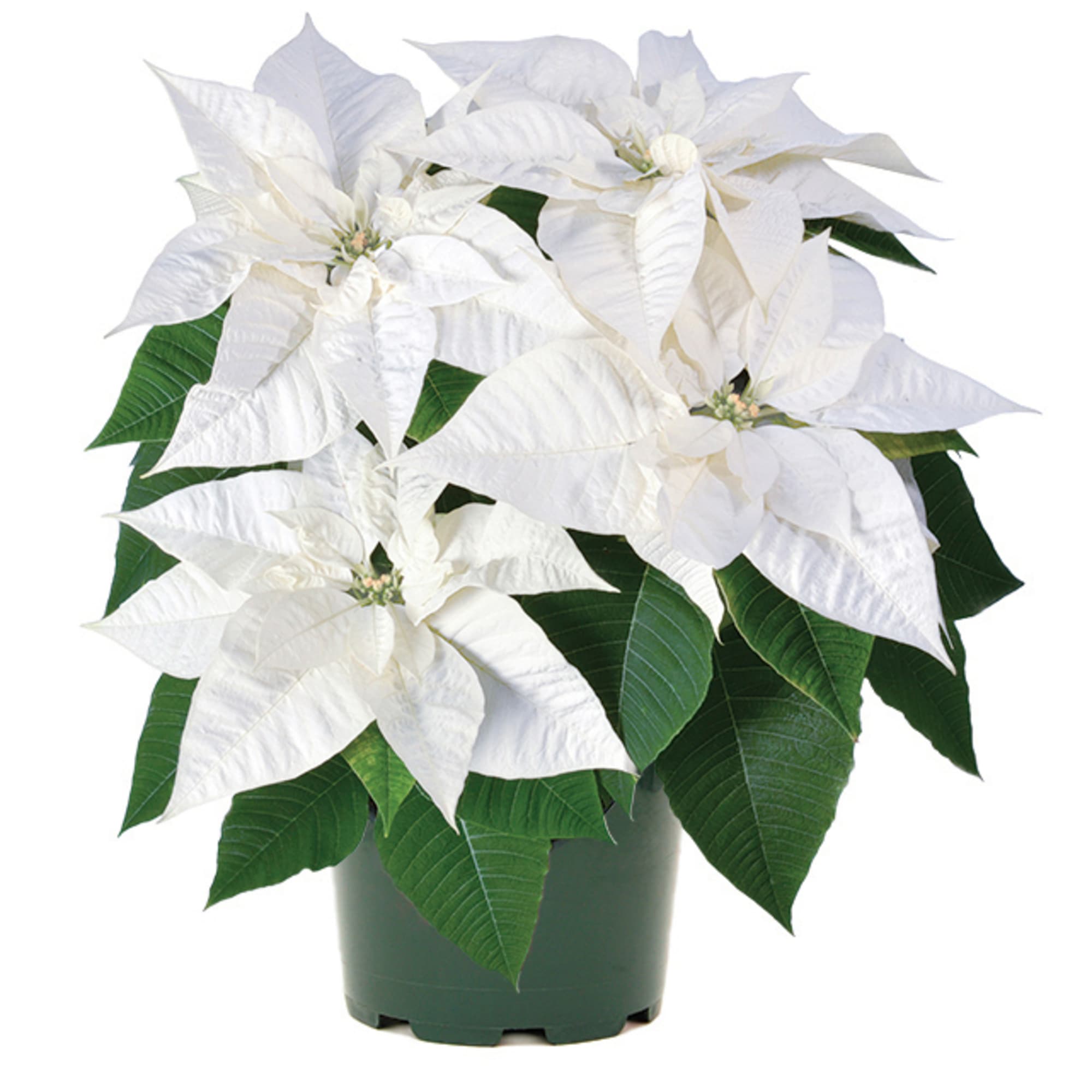 It’s Time to Order Christmas Poinsettias